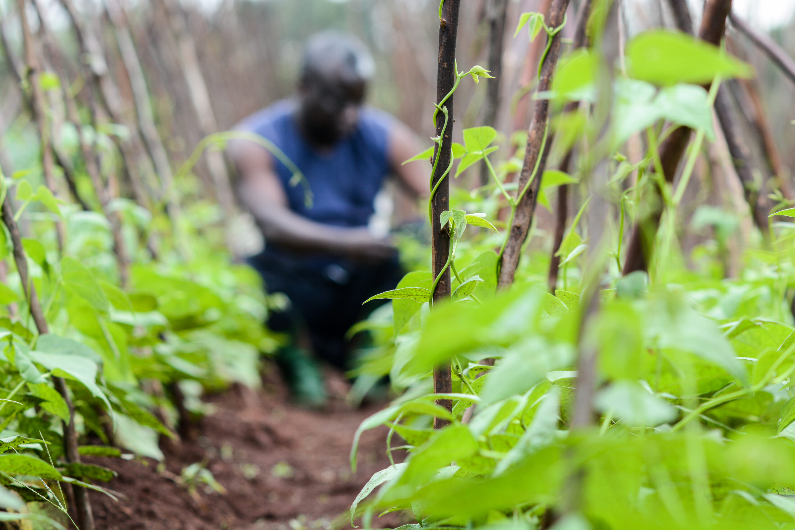 beans in burundi fighting malnutrition - GrowExpress Ltd.
